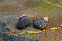 Sea snails {Osilinus lineatus} on shoreline at Killough, County Down, Northern Ireland, UK, December