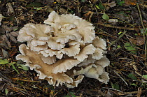 Oyster mushroom {Pleurotus ostreatus} Annagarriff Wood NNR, County Armagh, Northern Ireland, UK