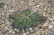 Oysterplant {Mertensia maritima} growing through stones on beach, Tullagh Point, Malin Peninsula, County Donegal, Republic of Ireland, July