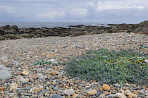 Tullagh Point, Malin Peninsula, County Donegal, Republic of Ireland, July 2007, Oysterplant {Mertensia maritima} growing in foreground.