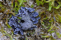 Lichen {Pannaria conoplea} Florencecourt, County Fermanagh, Northern Ireland, UK