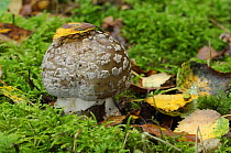 Panther cap fungus {Amanita pantherina} Peatlands Park at Annagarriff Wood NNR, County Armagh, Northern Ireland, UK.