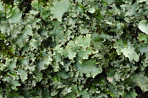 Lichen {Parmotrema crinitum} Florence Court, County Fermanagh, Northern Ireland, UK
