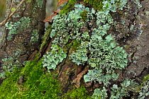 Lichen {Parmotrema crinitum} growing on tree trunk, Florence Court, County Fermanagh, Northern Ireland, UK
