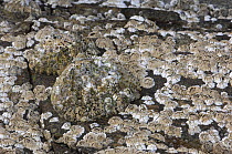Common limpet {Patella vulgata} encrusted with barnacles, Ballyhenry Point, Strangford Lough, County Down, Northern Ireland, UK, September