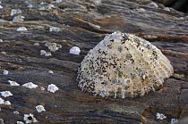 Common limpet {Patella vulgata} exposed at low tide, Ballyhenry Point, Strangford Lough, County Down, Northern Ireland, UK, September