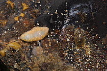 Sea gherkin {Pawsonia saxicola} and Keyhole limpets {Diodora graeca} Ballyhenry Point, Strangford Lough, County Down, Northern Ireland, UK, September