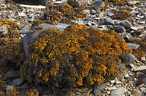 Channelled wrack {Pelvetia canaliculata} exposed at low tide, Ballyhenry Point, Strangford Lough, County Down, Northern Ireland, UK, September