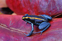 Kokoe poison dart frog {Phyllobates aurotaenia} resting on red leaf, Costa Rica, June