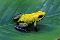 Black legged poison dart frog {Phyllobates bicolor} resting on leaf, Costa Rica, June