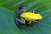 Black legged poison dart frog {Phyllobates bicolor} resting on leaf, Costa Rica, June