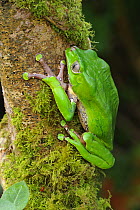 Giant waxy monkey frog {Phyllomedusa bicolor} Argentina, June