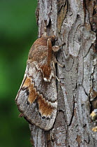 Pine tree lappet moth {Dendrolimus pini} Adult from larva taken in Switzerland