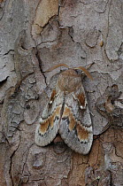 Pine tree lappet moth {Dendrolimus pini} Adult from larva taken in Switzerland