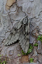 Pine hawkmoth {Sphinx pinastri} Dorset, UK