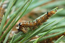 Caterpillar larva of Pine tree lappet moth {Dendrolimus pini} Switzerland