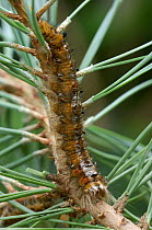 Caterpillar larva of Pine tree lappet moth {Dendrolimus pini} Switzerland