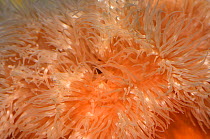 Plumose anenome {Metridium senile} close up of tentactles, Portaferry, Strangford, County Down, Northern Ireland, UK, April
