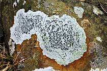 Lichen {Porpidia cinereoatra} Skerrywhirry Mountain, County Antrim, Northern Ireland, UK, February