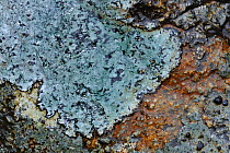 Lichen {Porpidia tuberculosa} Lough Salt, County Donegal, Republic of Ireland, UK, March
