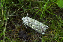 Portland moth {Actebia praecox} County Mayo, Republic of Ireland