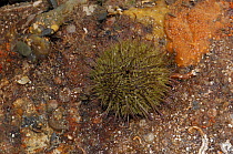Green sea urchin {Psammechinus miliaris} Ballyhenry Point, Strangford Lough, County Down, Northern Ireland, UK, September