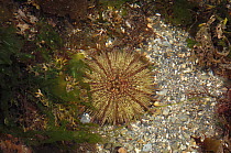 Green sea urchin {Psammechinus miliaris} County Down, Northern Ireland, UK, September