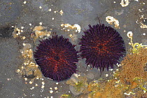 Purple sea urchins {Paracentrotus lividus} in rock pool, Murles Point, County Donegal, Republic of Ireland, May