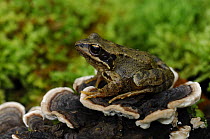 Common frog {Rana temporaria} sitting on fungi on fallen branch, County Fermanagh, Northern Ireland, UK, October