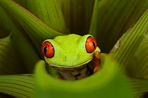 Red-eyed tree frog {Agalychnis callidryas} resting in Bromeliad, Nicaragua, June