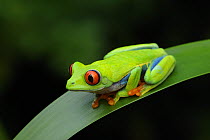Red-eyed tree frog {Agalychnis callidryas} resting on leaf, Nicaragua, June