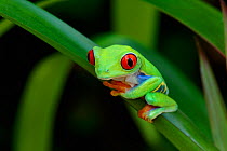 Red-eyed tree frog {Agalychnis callidryas} resting on Bromeliad leaf, Nicaragua, June