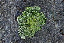 Map lichen {Rhizocarpon geographicum} County Donegal, Republic of Ireland, March
