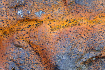 Lichen {Rhizocarpon oederi} on rock, Gortahork, County Donegal, Northern Ireland, UK, March
