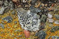Lichen {Rhizocarpon petraeum} on rock,  County Donegal, Northern Ireland, UK, March