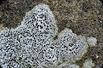 Lichen {Rhizocarpon petraeum} on rock, Crom Estate, County Fermanagh, Northern Ireland, UK, March
