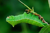 Silkmoth {Rhodinia fugax fugax} caterpillar larva, occurs throughout Japan, China, North Korea.