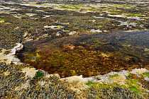 Rock pools at low tide, Murles Point, County Donegal, Republic of Ireland, May 2008