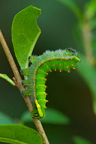 Caterpillar larva of moth {Rothschildia orizaba}