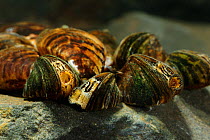 Zebra Mussels {Dreissena polymorpha} Lower Lough Erne, County Fermanagh, Northern Ireland, UK