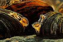 Zebra Mussels {Dreissena polymorpha}  Lower Lough Erne, County Fermanagh, Northern Ireland, UK