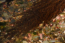 Sargassum seaweed {Sargassum muticum} Ballyhenry Point, Strangford Lough, County Down, Northern Ireland, UK, September