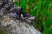 Scarce silver y moth {Syngrapha interrogationis} camouflaged on trunk, Peatlands Park, County Armagh, Northern Ireland, UK