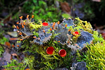 Scarlet elf cup fungus {Sarcoscypha coccinea} and Dog lichen {Peltigera membranacea} Ballymote, County Sligo, Republic of Ireland, February
