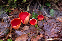 Scarlet elf cup fungus {Sarcoscypha coccinea}County Fermannagh, Northern Ireland, UK