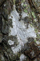 Lichen {Schismatomma cretaceum} Enniskillen, County Fermanagh, Northern Ireland, UK, November