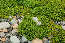 Sea sandwort {Honckenya peploides} Annalong Coastal Path, County Down, Northern Ireland, UK, August
