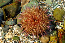 Green sea urchin {Psammechinus miliaris}