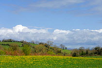 Semi improved pasture fields, South of Derrylin, County Fermanagh, Northern Ireland, UK, May 2006