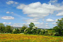 Semi improved grassland, South of Derrylin, County Fermanagh, Northern Ireland, UK, May 2006
